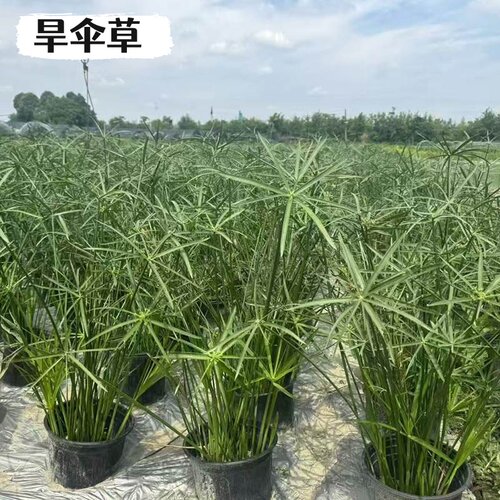 水生水培挺水植物水竹风车草盆栽鱼缸池塘水养绿植旱伞草养龟水草