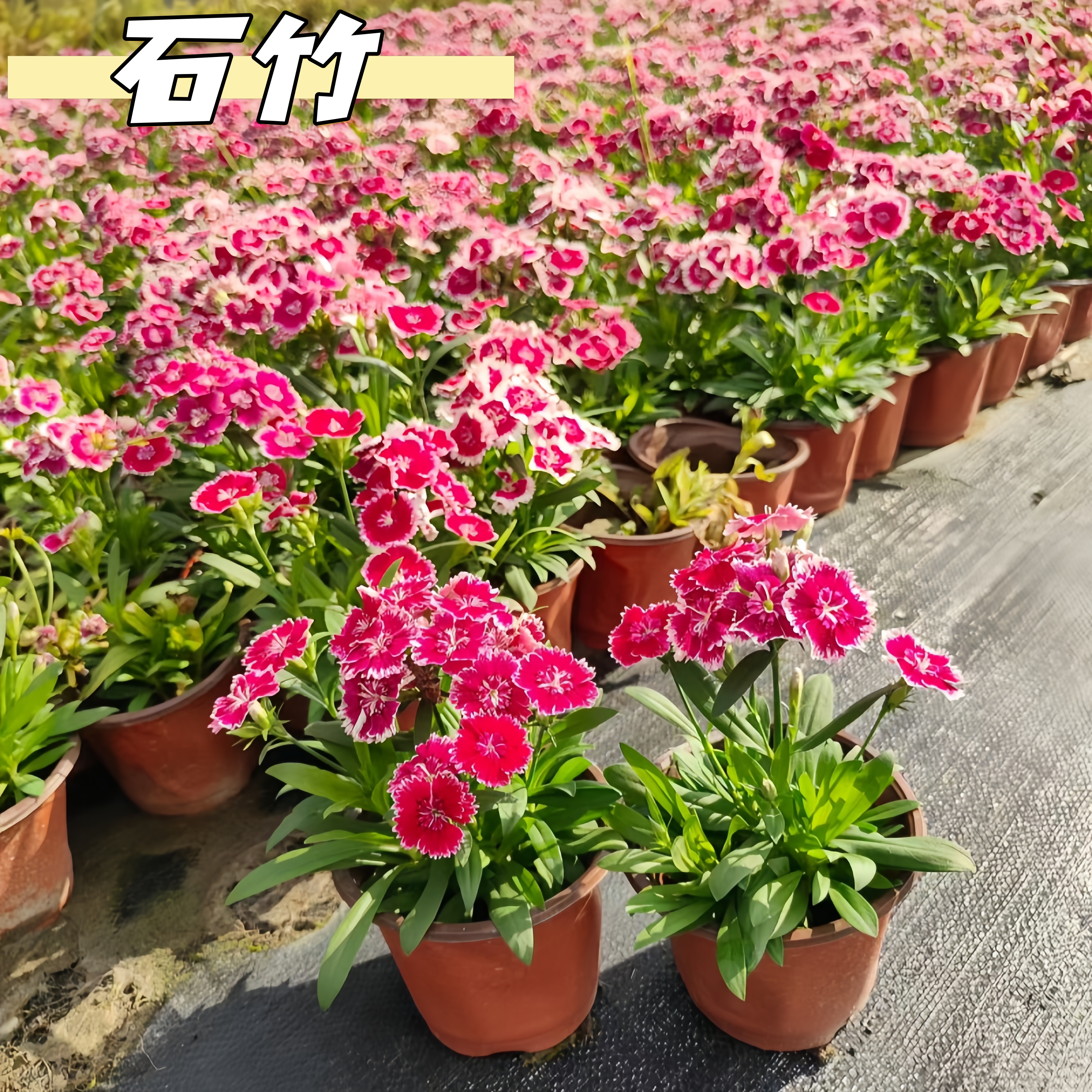 石竹花苗高杆石竹耐寒耐旱花边石竹花期长庭院绿植花镜绿化可用苗