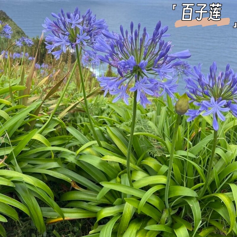 蓝色百子莲盆栽花苗多年生宿根植物夏日之恋花卉阳台花园庭院花卉