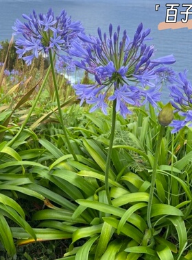 蓝色百子莲盆栽花苗多年生宿根植物夏日之恋花卉阳台花园庭院花卉