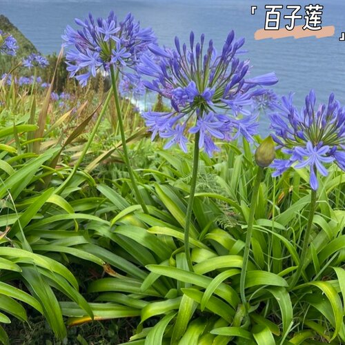 蓝色百子莲盆栽多年生宿根全日照