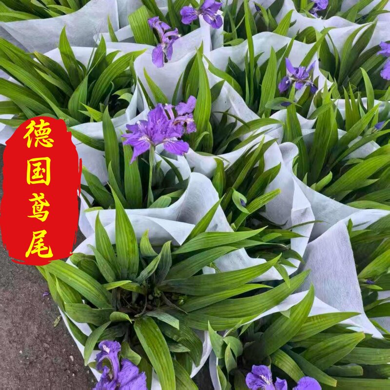 德国鸢尾花苗盆栽春天花室外地栽花卉庭院花园多年生花卉植物