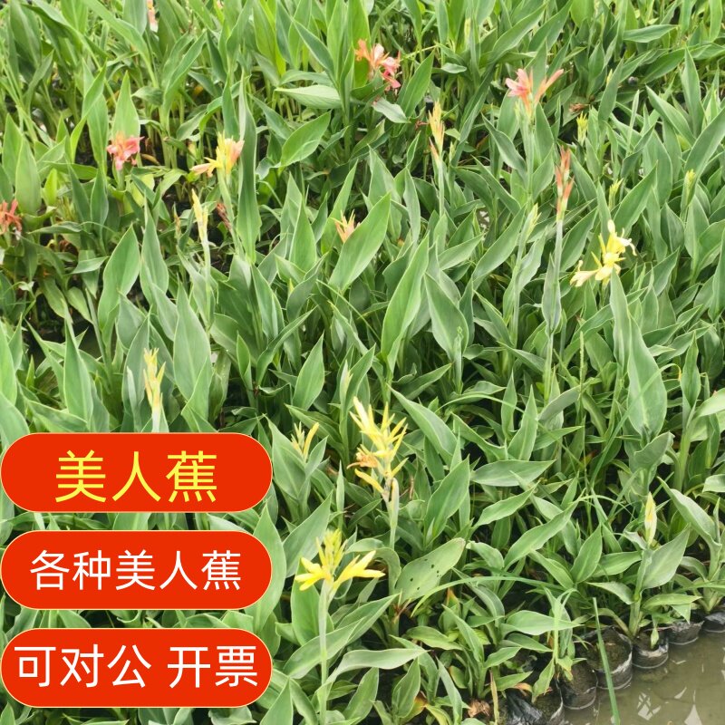 美人蕉花苗水生好养庭院观花植物图片