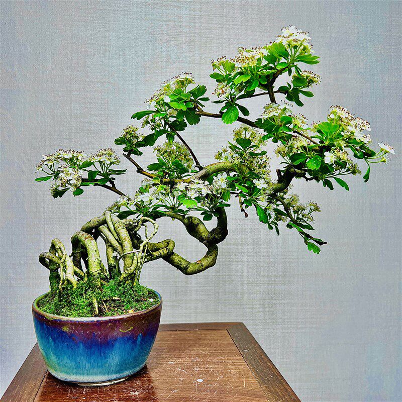 中国记忆盆景白花山楂松平性盆栽造型老桩室内办公桌茶几案台绿植