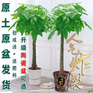室内大型绿植真花公司前台绿植富贵树客厅大盆栽原生髪财树招财树