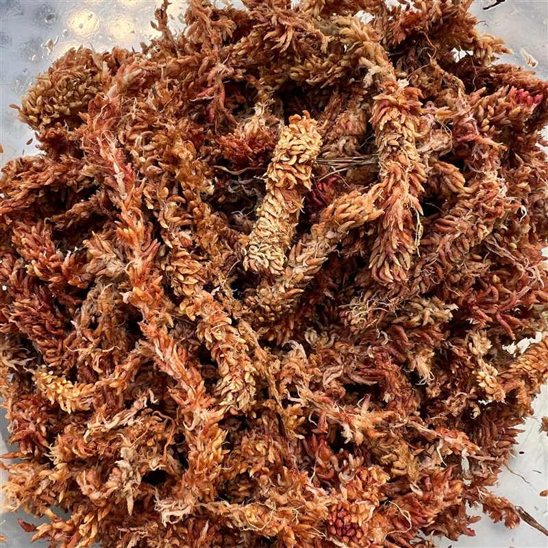 【七星水苔】智利进口水苔藓毛毛D虫乌龟背花烛保湿育苗兰花土