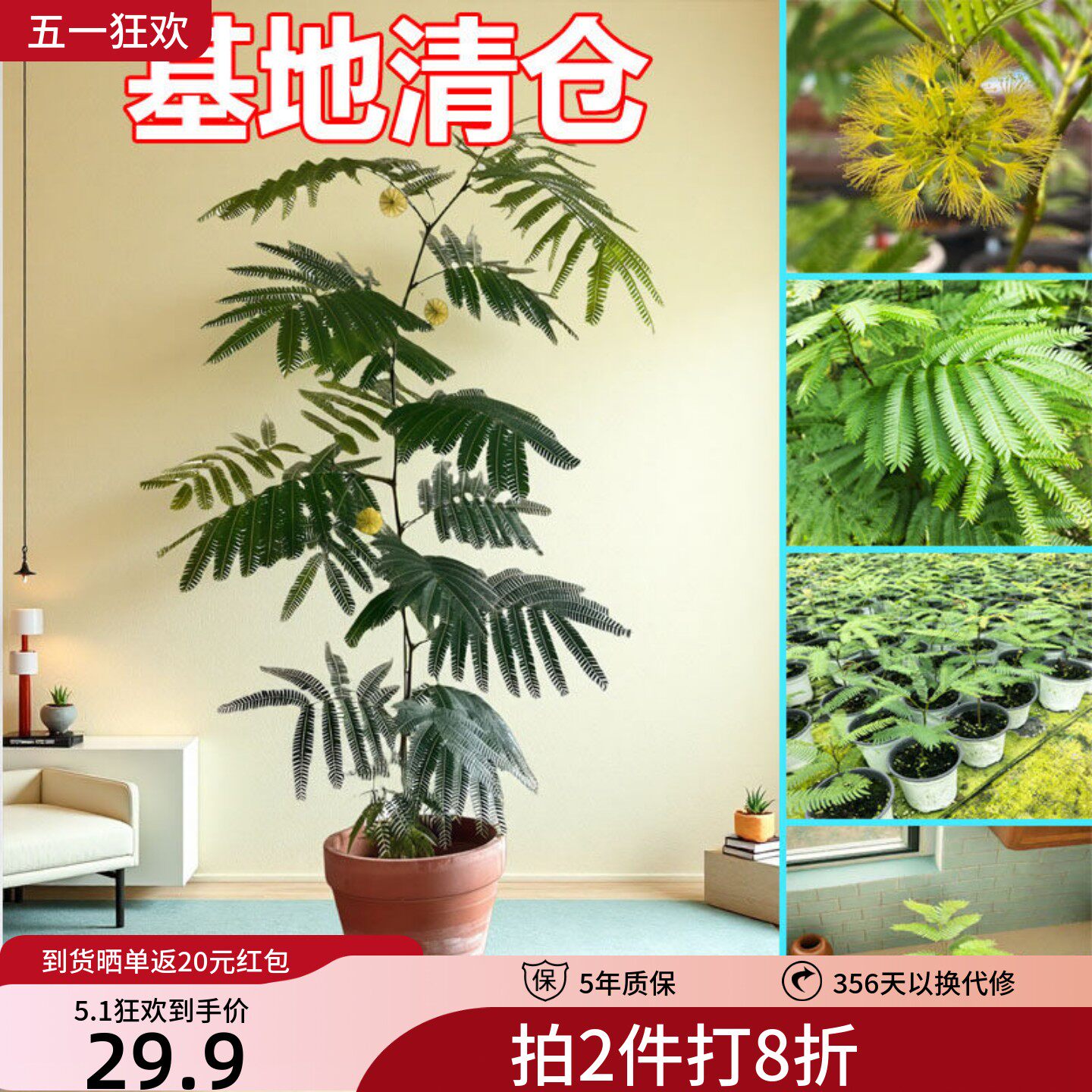密叶猴耳环日本进口稀有籽播苗小豆树室内网红观叶植物