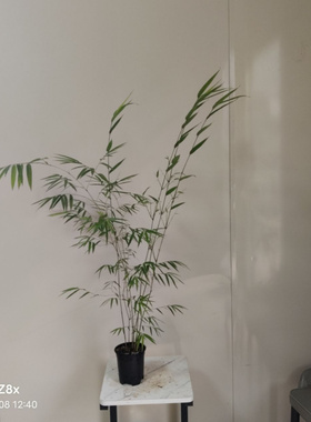 内门竹盆栽名贵竹子苗室内庭院绿植四季常青好养易活竹子盆景