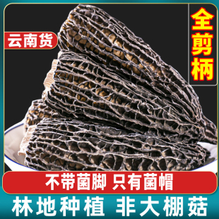 云南头茬羊肚菌新货高海拔林地露天种植蘑菇菌干货煲汤50g-100g