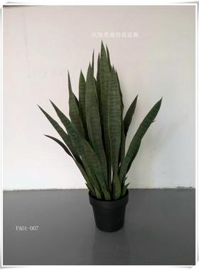 绿色虎皮兰假龙舌兰盆栽绿植客厅橱窗装饰虎皮兰绿色植物小盆栽