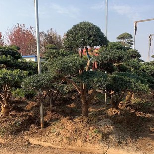 别墅庭院公司客厅前台绿化造景罗汉松造型树桩盆景绿化工程造型树