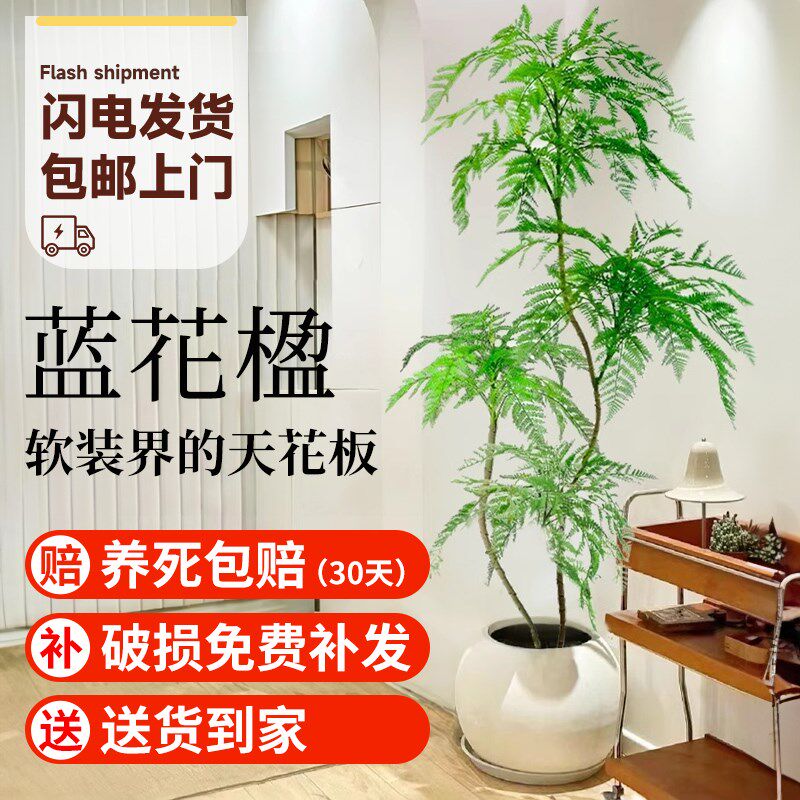 蓝花楹盆栽大型绿植办公室客厅好养活大气美观网红植物老树桩花盆