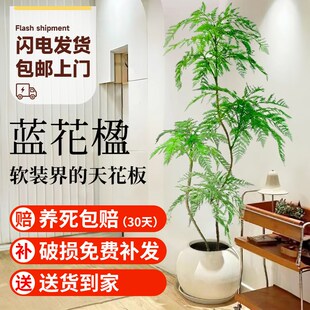 蓝花楹盆栽大型绿植办公室客厅好养活大气美观网红植物老树桩花盆