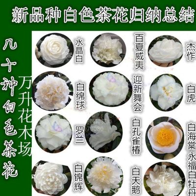 白色山茶花 萨摩 白棉球 白茶花 皮斯 白嫦娥彩 罗兰雪山天鹅湖