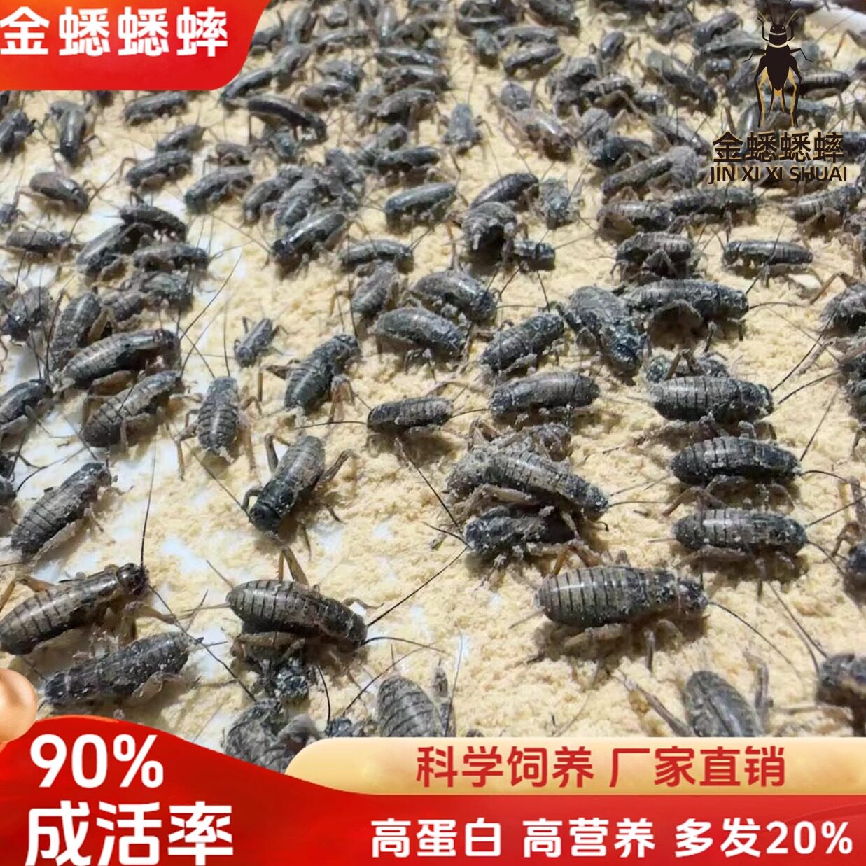 蜥蝎守宫龙鱼胡蜂乌龟活体饲料