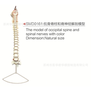 SMD0161枕骨脊柱和脊神经解剖模型