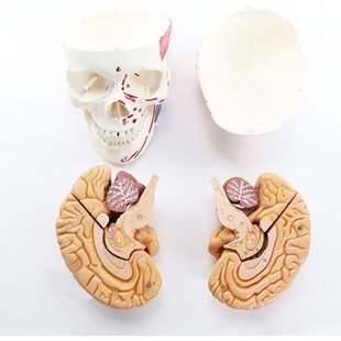人体头骨模型附脑动脉大脑模型骨骼模型骨架模型头解剖模型