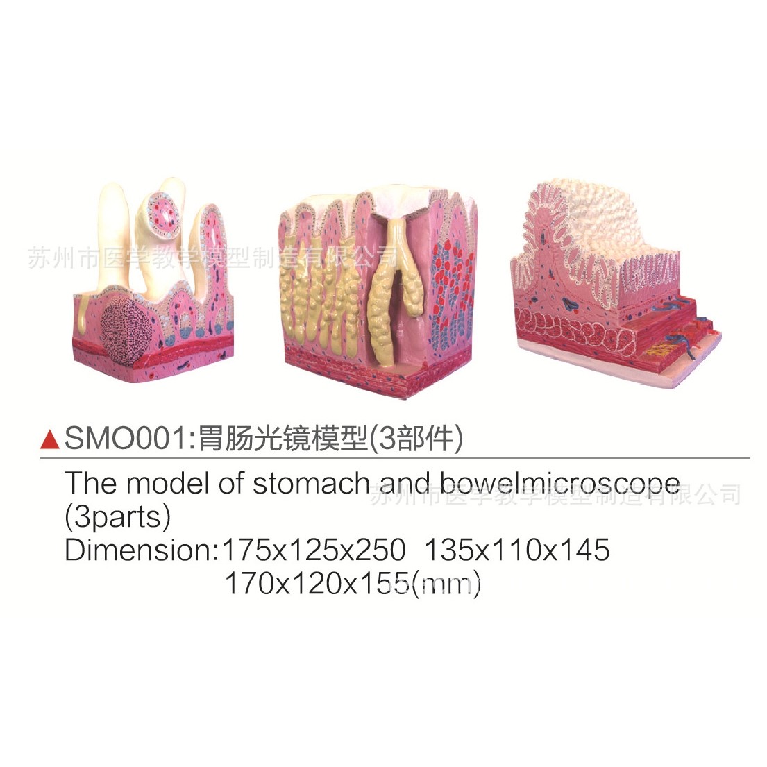 SMO001胃肠光镜模型（3部件）,文具电教/文化用品/商务用品,教学标本/模型,淘宝优惠券,粉丝福利购,淘宝优惠卷