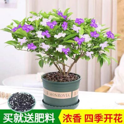 双色茉莉花苗带花苞紫色鸳鸯茉莉盆栽浓香型植物四季开花阳台花卉