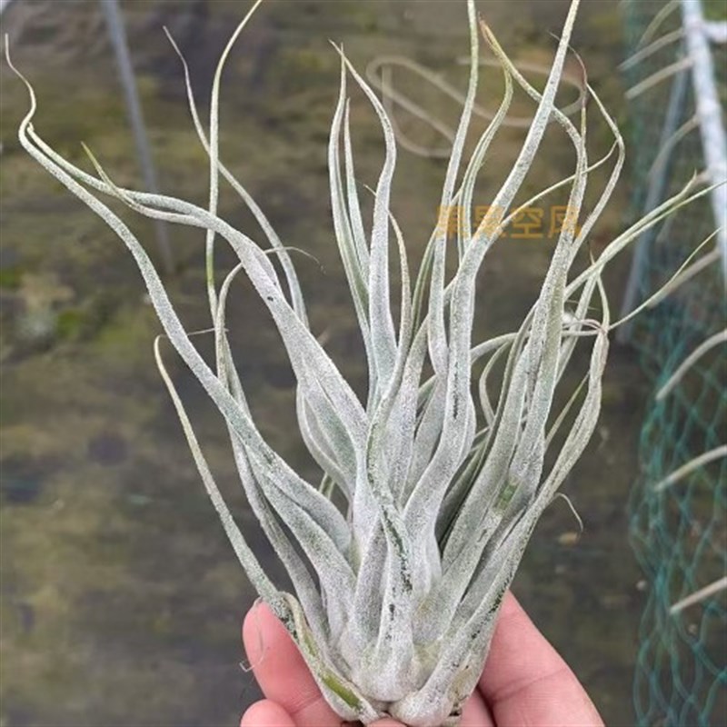 空气凤梨 河豚 超白受欢迎品A种绿植家居办公室摆放趣味包邮