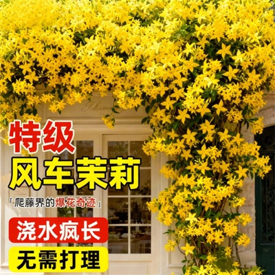 四季常青攀援茉莉花大苗