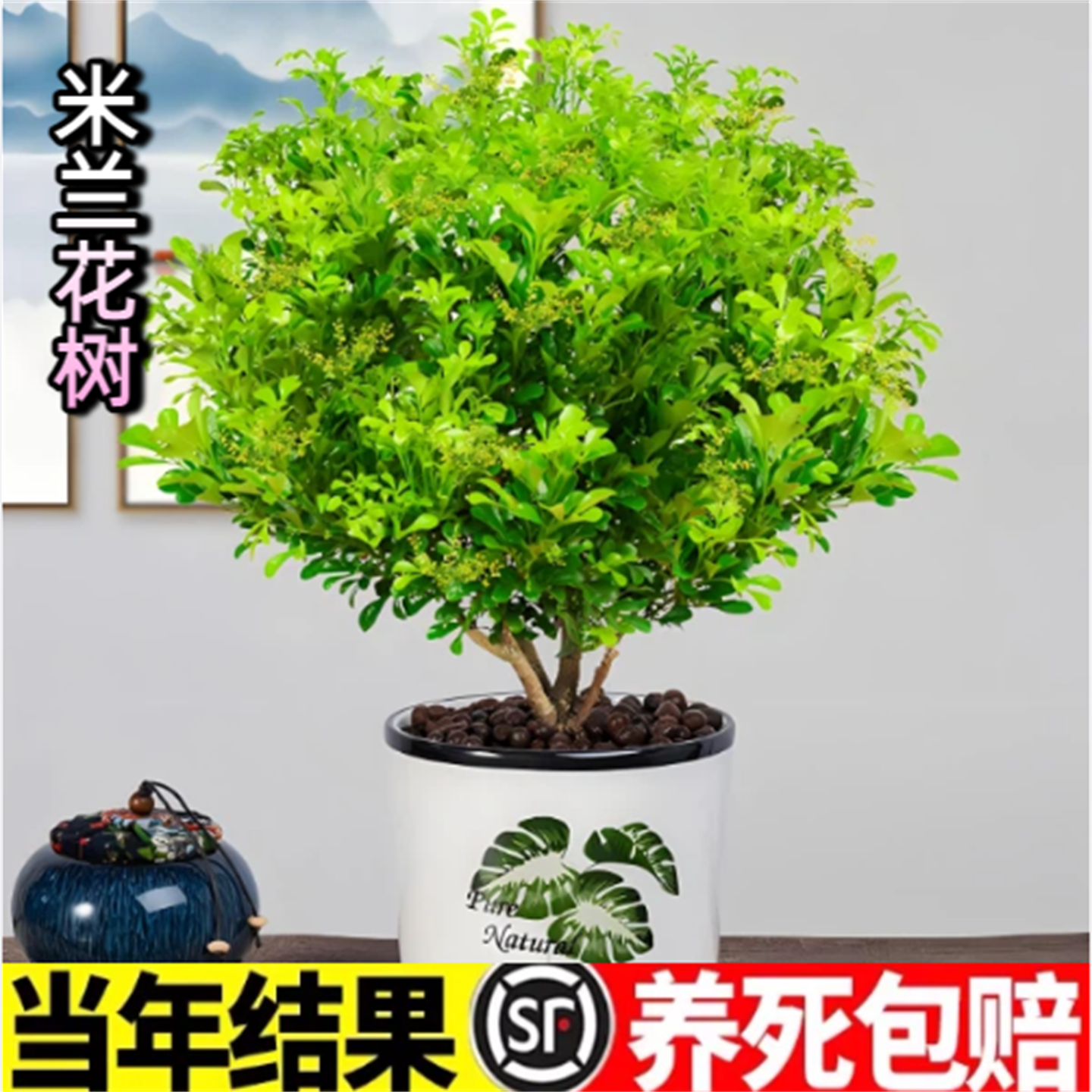 精品香水米兰花树苗盆栽独杆绿植室内客厅带花阳台开花植物好养活