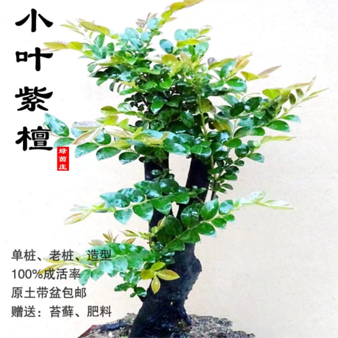 名贵小叶紫檀盆景植物室内盆景树树桩盆栽四季常青办公室桌面绿植