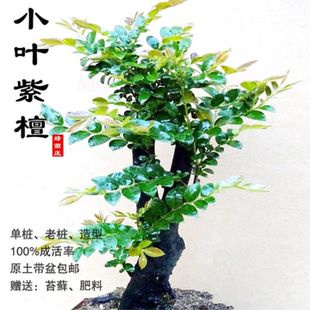 名贵小叶紫檀盆景植物室内盆景树树桩盆栽四季常青办公室桌面绿植