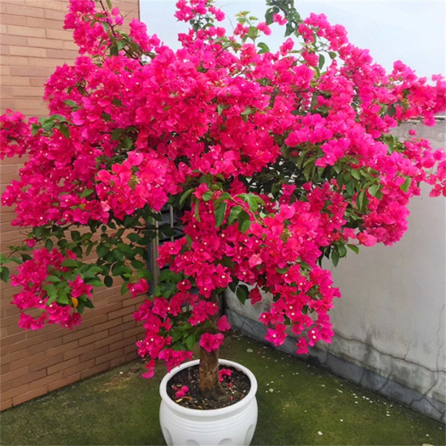 巴西三角梅盆栽爬藤老桩大苗重瓣植物庭院开花绿植耐寒室内阳台