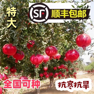 特大石榴树苗突尼斯软籽无籽带果苗庭院盆栽当年结果南北方种植