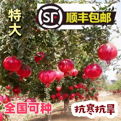 特大石榴树苗突尼斯软籽无籽
