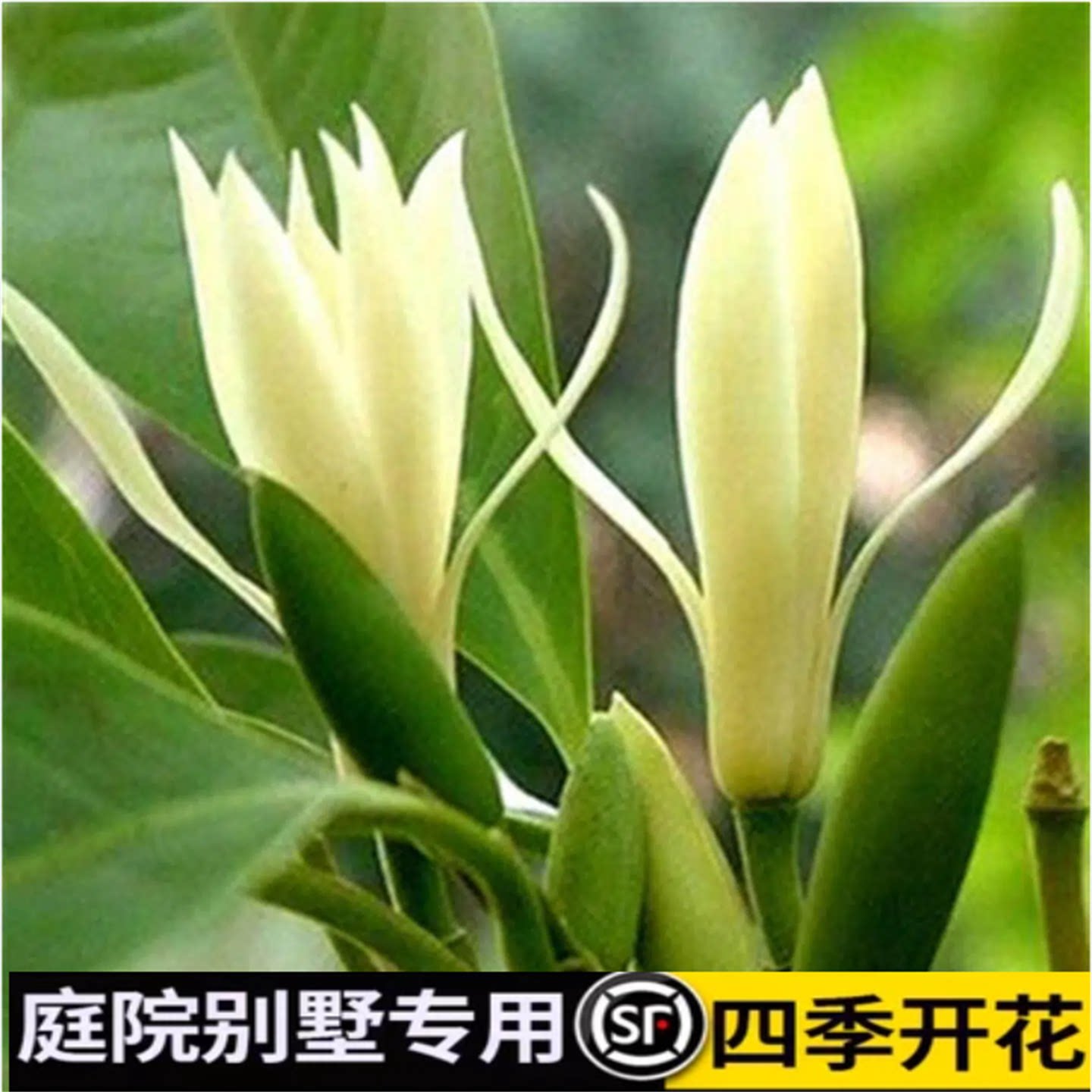 白兰树苗阳台花卉植物盆栽盆栽黄兰花室内庭院地栽大树小苗浓香型