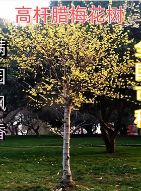 高杆腊梅花树苗丛生庭院别墅耐寒冬季开花卉植物浓香素心腊梅花树