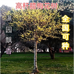高杆腊梅花树苗丛生庭院别墅耐寒冬季开花卉植物浓香素心腊梅花树