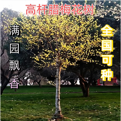 耐寒庭院盆栽高杆腊梅花树苗庭院
