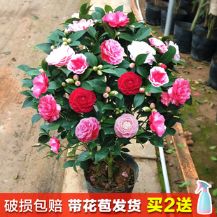 四季香妃茶花盆栽带花苞浓香型庭院室内好养五色赤丹树苗花卉植物