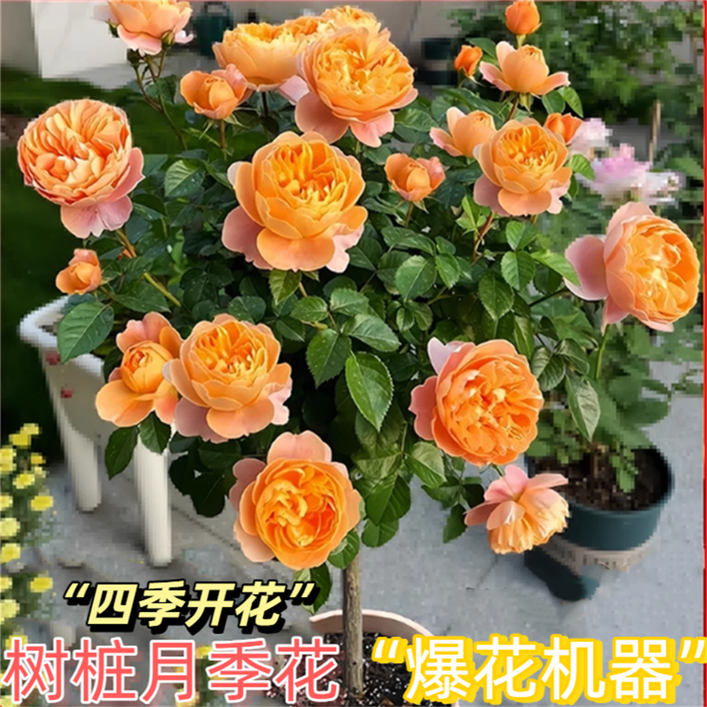 棒棒糖果汁阳台树桩月季四季开花大苗室内庭院玫瑰鲜花卉盆栽嫁接