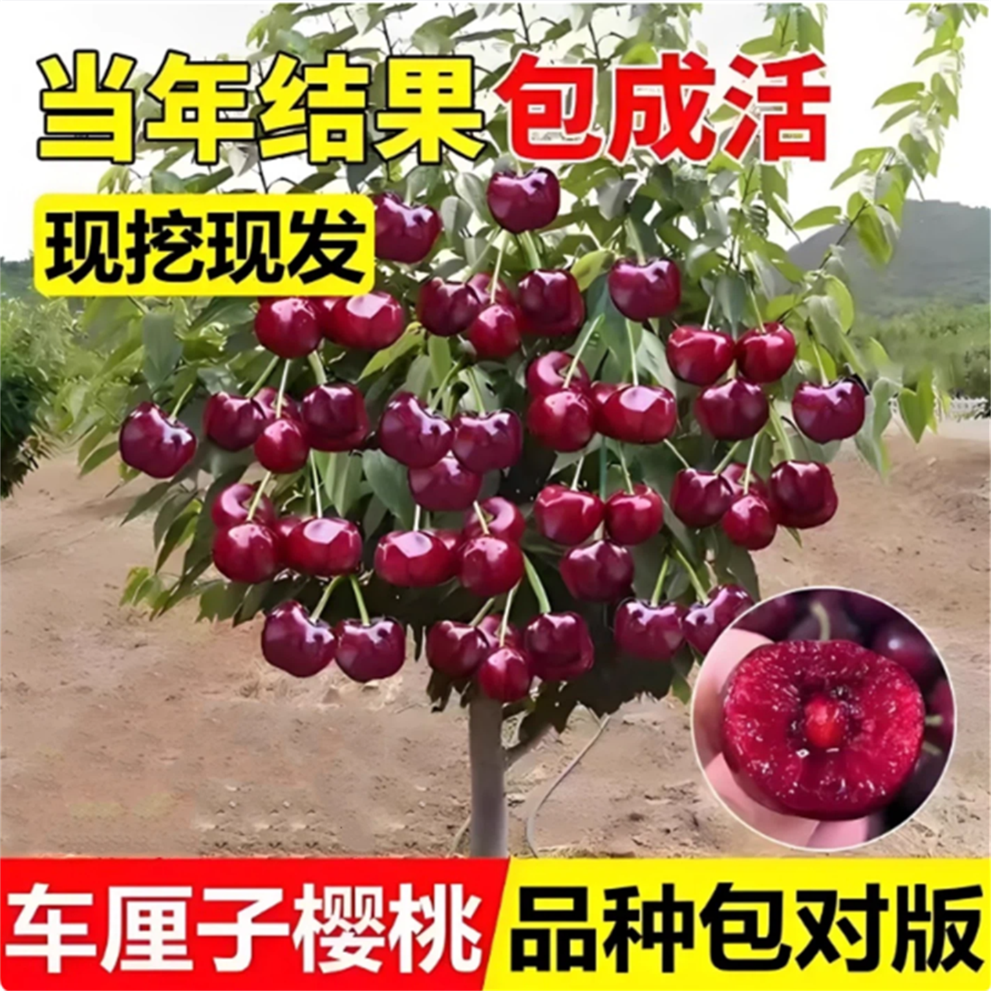 车厘子樱桃树苗嫁接苗盆栽地载