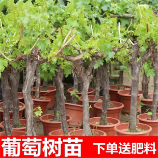 葡萄树苗盆栽嫁接果树苗庭院阳台当年结果特大葡萄树盆栽地栽庭院
