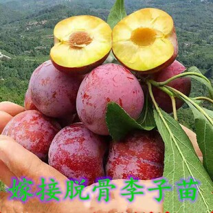 嫁接脆骨李子树苗当年结果青脆李盆栽地栽庭院南北方种植当年结果