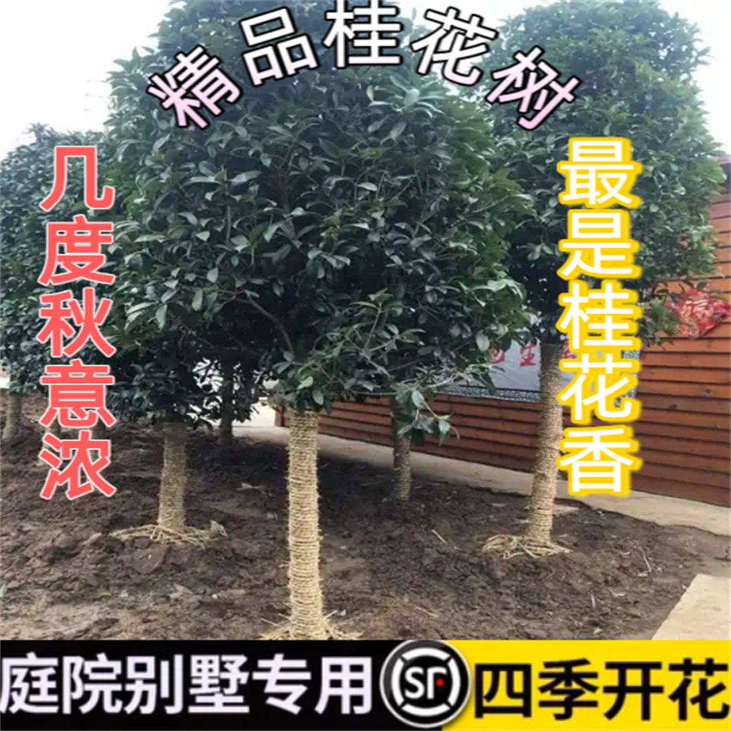 四季开花香花苗原生桂花树苗树庭院别墅专用观赏植物盆栽地栽南北