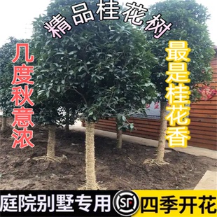 四季 开花香花苗原生桂花树苗树庭院别墅专用观赏植物盆栽地栽南北