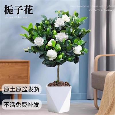 老桩大叶牡丹栀子花浓香型绿植