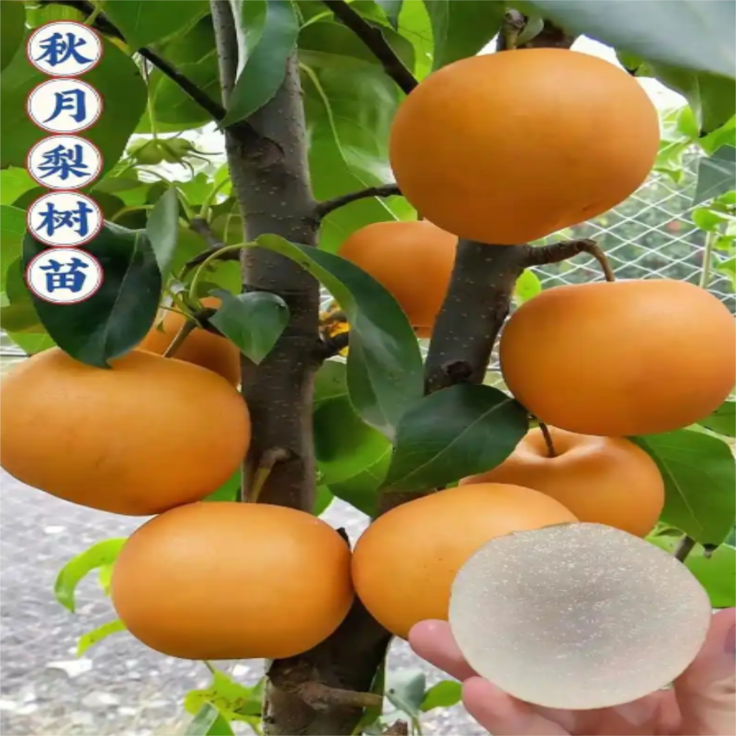 秋月梨树苗果当年结果嫁接苗