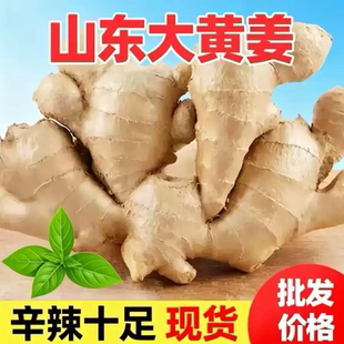 山东大姜新鲜生姜辛辣十足现货农家无泥水洗风干精选个头产地直供