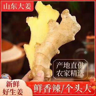 生姜山东特产大黄姜新鲜无土辛辣味浓的生姜大块姜月子姜