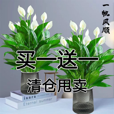 红掌白一帆风顺盆栽水培养