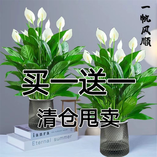 红掌白一帆风顺盆栽水培养