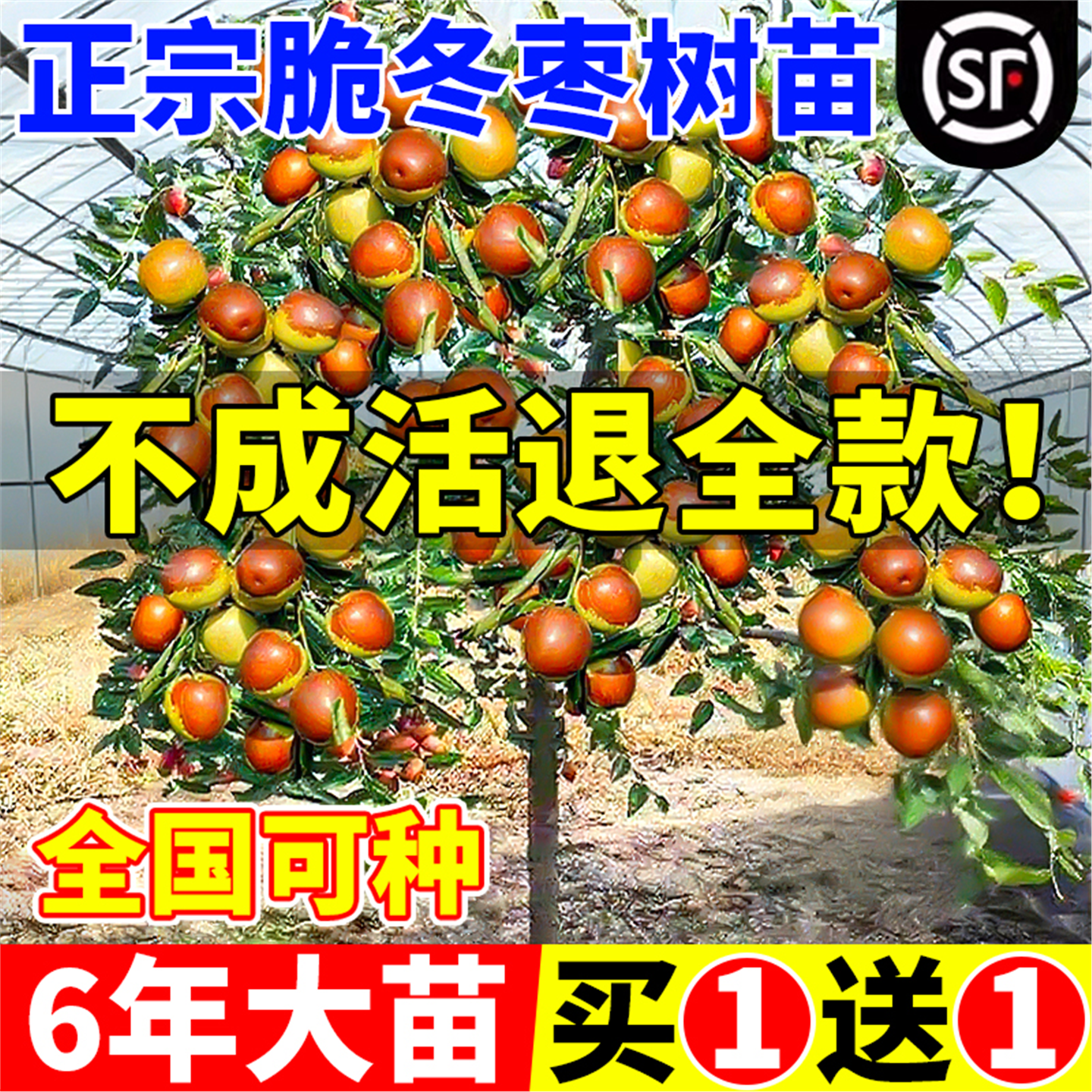 枣树活苗大带土球南北方沾