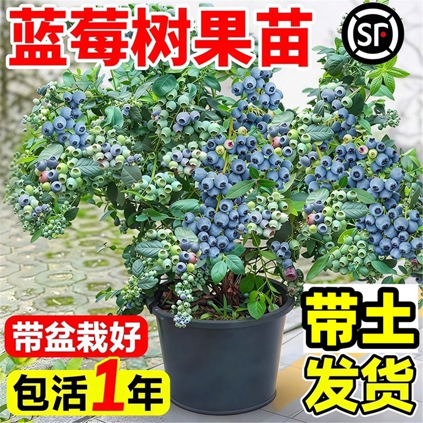 蓝莓树果苗盆栽带花苞香地